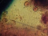 Phaeotremella frondosa image