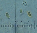 Phaeotremella frondosa image