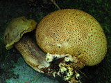 Pseudoboletus parasiticus image