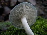 Clitocybe odora image