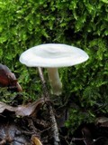 Clitocybe odora image