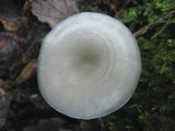 Clitocybe odora image