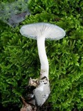 Clitocybe odora image