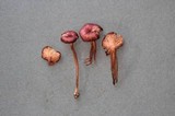 Entoloma subrubineum image