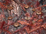 Myxomphalia maura image