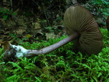 Entoloma porphyrophaeum image