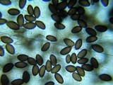 Panaeolina castaneifolia image
