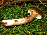 Lactarius lignyotus image
