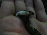 Lactarius lignyotus image
