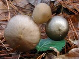 Entoloma vernum image