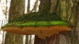 Phellinus robiniae image