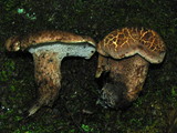Sarcodon imbricatus image