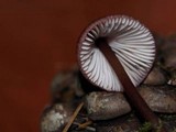 Mycena purpureofusca image