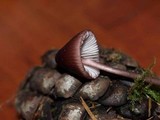 Mycena purpureofusca image