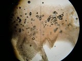 Lepista sordida image