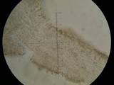 Lepista sordida image