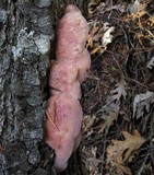 Leptoporus mollis image