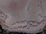 Leptoporus mollis image