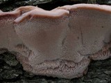Leptoporus mollis image