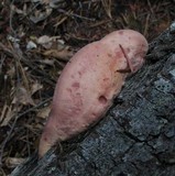 Leptoporus mollis image