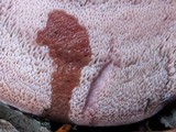 Leptoporus mollis image