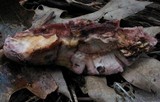 Leptoporus mollis image