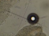 Lepista sordida image