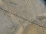 Lepista sordida image