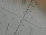Lepista sordida image