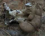 Jahnoporus hirtus image