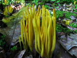Clavulinopsis fusiformis image