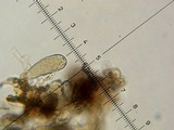 Lepiota trichroma image