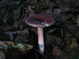Russula mariae image