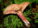 Lactarius subpurpureus image