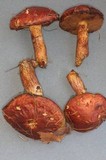 Suillus ponderosus image