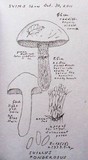 Suillus ponderosus image
