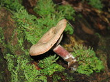 Lactarius subpurpureus image