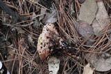 Hydnellum ferrugineum image