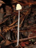 Mycena chloroxantha image