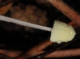 Mycena chloroxantha image