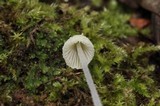 Mycena chloroxantha image