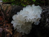 Tremella fuciformis image