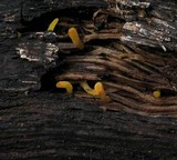 Calocera furcata image