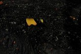 Calocera furcata image