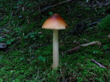 Amanita amerifulva image