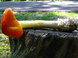 Amanita parcivolvata image
