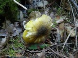 Tricholoma sejunctum image