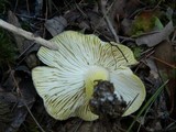 Tricholoma sejunctum image
