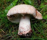 Amanita cruentilemurum image