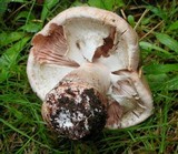 Amanita cruentilemurum image